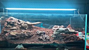 Building the dynomyrmex gigas tank.
