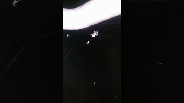 Życie pająka nad jeziorem