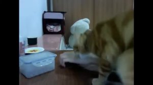 Прикольные животные  Самые смешные видео про котов!