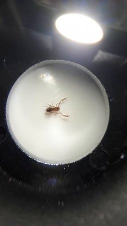 A Pseudoscorpion goes for a wander