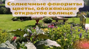 Солнечные фавориты цветы, обожающие открытое солнце.🌼