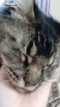 сева кошарик. #животные #кошка #кот #котики