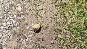 Сухопутная черепаха впервые на прогулке на улице 🐢
