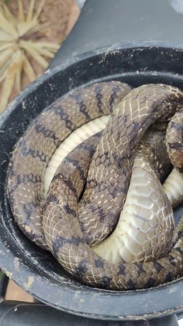 Died Snake #food #amazingfood #cooking #foodshorts #seafood #asmrfood #mukbang #foodeating