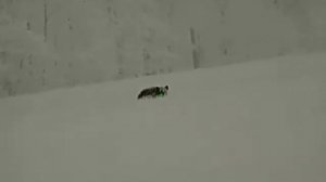 Охота на кабана с подхода