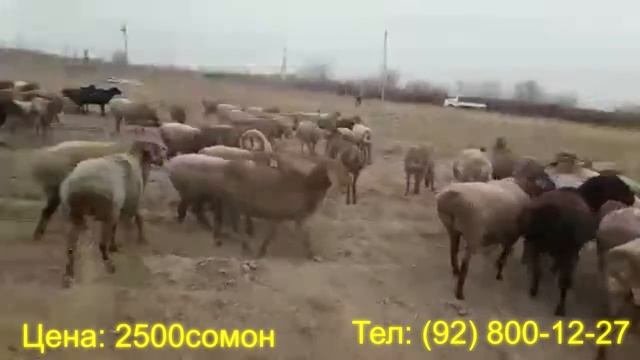 Гусфандхои Хисори 104-сар барои фуруш дар н. Мастчох. #молбозор #shorts #баранина #молбозорихучанд