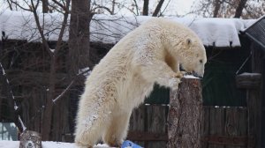 Медвежонок Стрелка играет на помосте