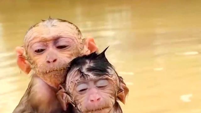 Sweet babies Love together  Lovely Monkey Babies