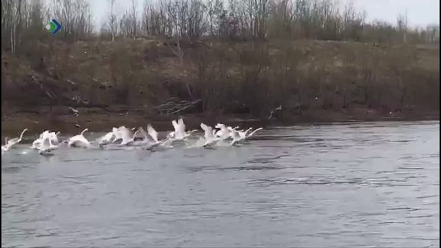 Отдел природы Национального музея Республики Коми пополнился новым экспонатом