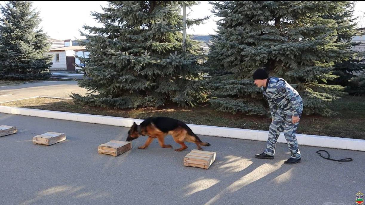 Сотрудники МВД по КЧР с «Движением первых» провели урок профориентации кинологическом Центре смотреть онлайн