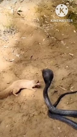 snake vs mongoose 🥵🥵🥵#ytshorts #trendingshorts #viral #snake