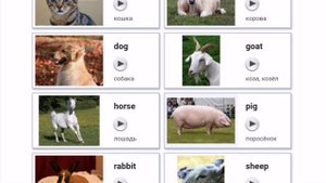 Домашние животные
domestic animals