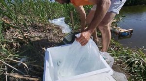 Зарыбление мальком Веслоноса.