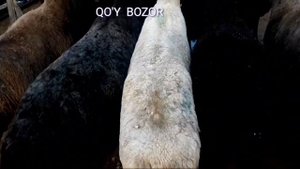 Гиссарский баран | Тоза гисар | Qo'y qo'chqor / зоттор кучкор, куй, семиз / quy bozor куй бозор