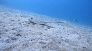 Blue dots sting ray