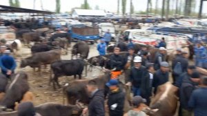 Кыргызстон   Учкун мол бозори СИГИРЛАР нархлари 1 чи видео