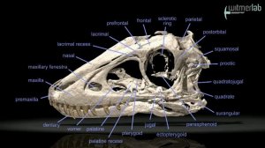 Juvenile skull of Tarbosaurus