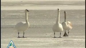 Trumpeter Swans