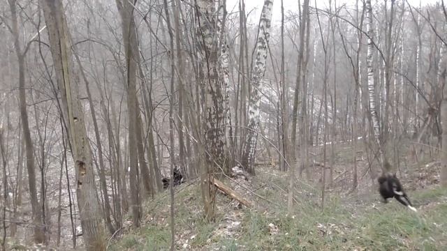 Охота с лайками на куницу. Снова в строю смотреть онлайн