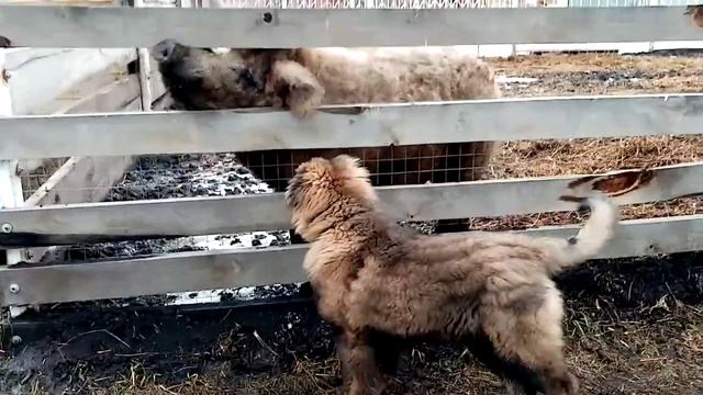 Кабан Венгерская Мангалица Вася и щенок кавказской овчарки