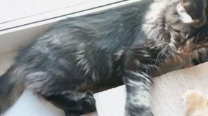 Котята мейн куны полидакты с огромными лапами  😲