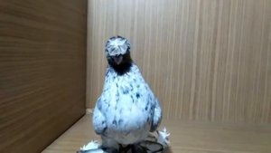 Узбекские голуби КЕПТЕР