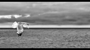 Чайка, песня. Ю.С.Милютин. сл. В.Лебедев-Кумач. Исп. А.М.Тимошаева и оркестр В.Н.Кнушевицкого. 1939