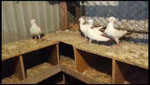 Азаматжон" акенин Кептерлери" Бакинские шейки Голуби