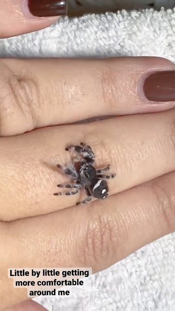 She’s so gentle ❤️ #jumpingspider #cutepets #cuteshorts #spider #shorts #youtube #arachnid