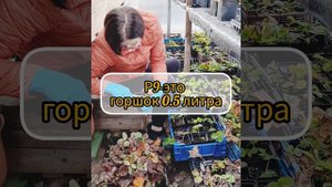 спасаем растения в январе..