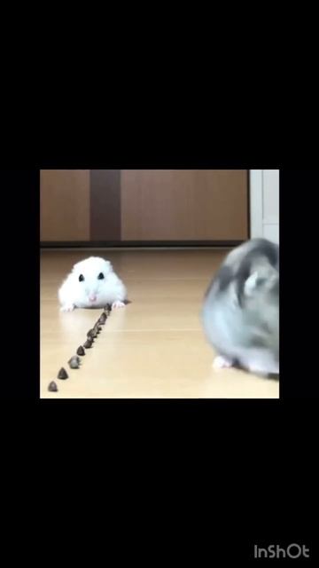 #hamsterkombat #хомяк #мем  #тапалка