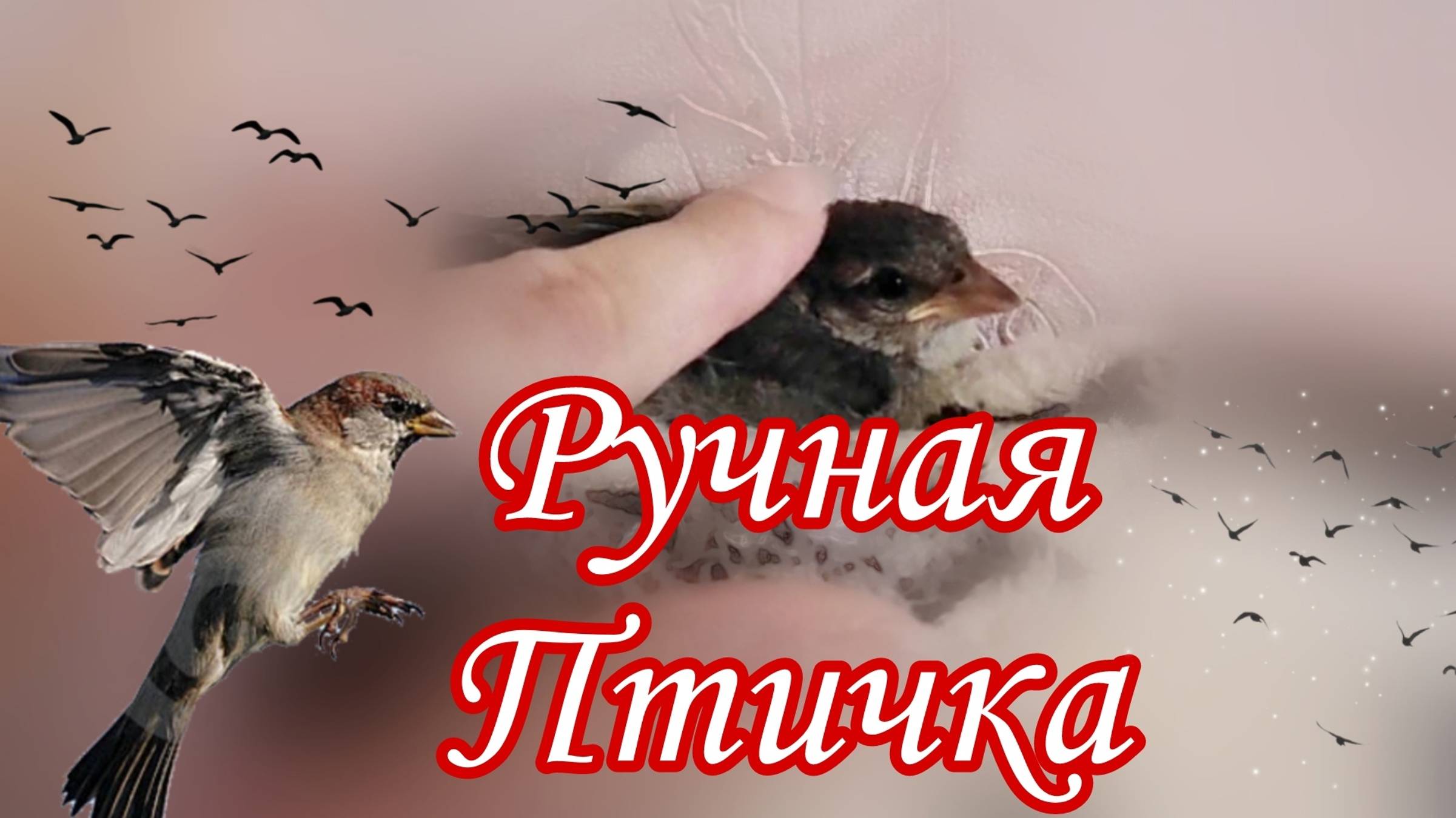 РУЧНОЙ ВОРОБЕЙ ПТЕНЕЦ. ГЛАЖУ ДОМАШНЕГО ВОРОБЬЯ