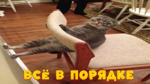 😺 Десерт по-кошачьи!🐈 Видео смешных котов и котят для хорошего настроения! 😻 Приколы с котами 25