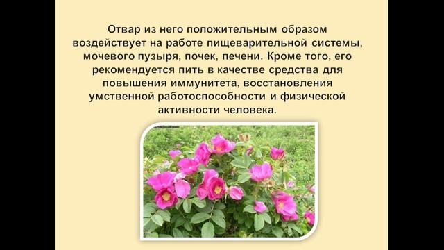 Лекарственные растения