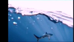 Megalodon Shark Vs Titanoboa Anaconda |क्या होगा जब सबसे बडी  शार्क भिड़ेगी सबसे बड़े साप से