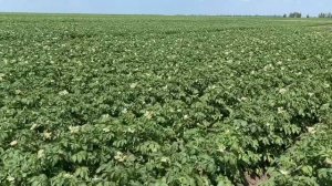 Засухоустойчивый сорт картофеля Севим