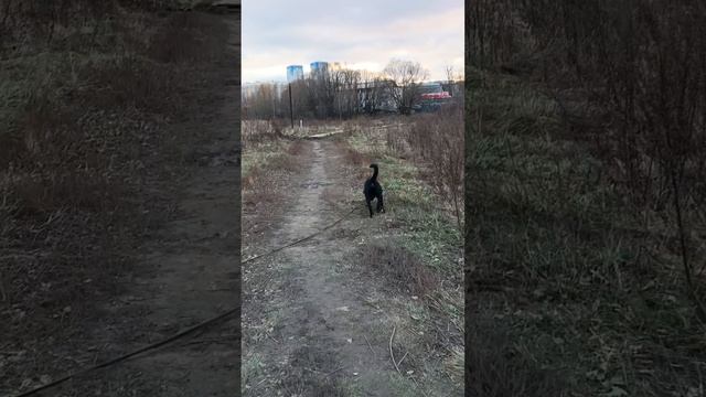 rutube.ru