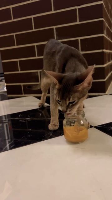 Абиссинская котосемья😻Эта 🐈 крайне сообразительна😉