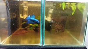 Betta mahachai "green" vs Betta smaragdina "copper"