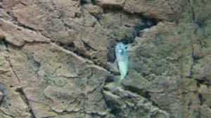 Paracyprichromis nigripinnis "blue neon" Kambwimba female mouthbrooding & larvae - PISCES