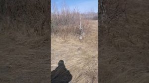 #поиск рогов лося#(рекордный урожай-9 лосиных и 3 косулинных рога)