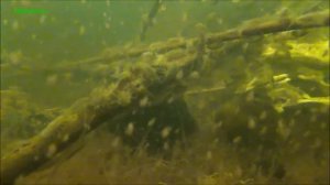 Update Wirbellosenbecken -Invertebrate tank 08.02.2018