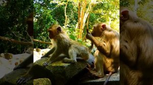 Oh no big scream so loud mum Luna still bad mood grab hurt poor Lucy cry asking help