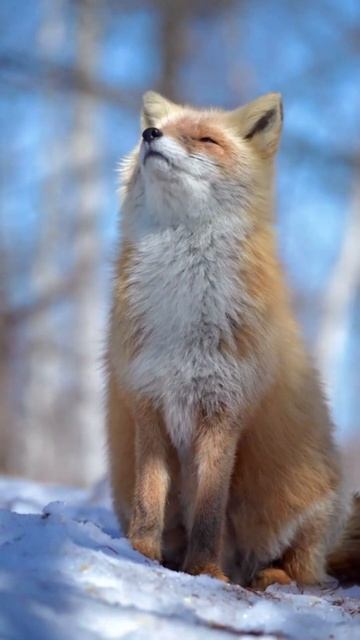 Fox in Snow: Nature's Winter Beauty ❄️🦊