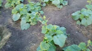 Отчёт к видео обработки огурцов, молоком и йодом,  против паутинного клеща.