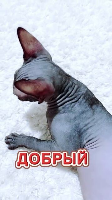 Лысая кошка Сфинкс любит всех особенно детей