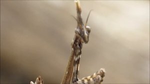 Mantis palo (Empusa pennata) [HD]