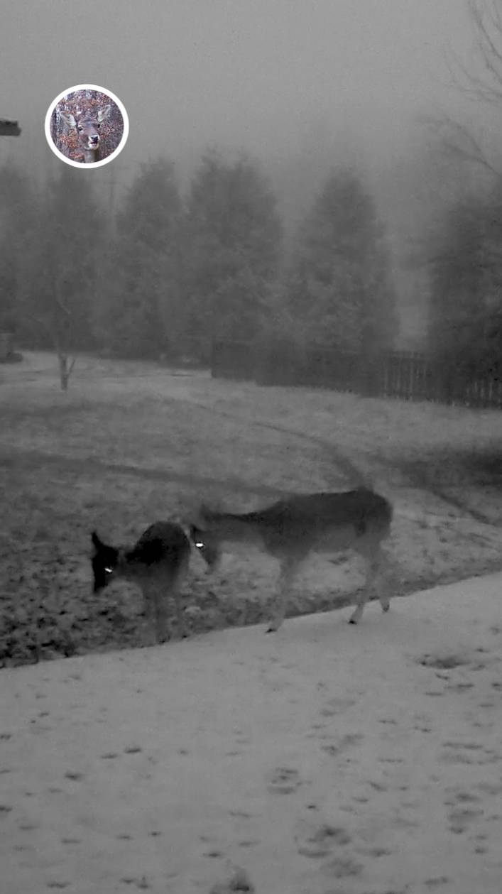 лань гоняет олененка по двору #лань #животные #deervader