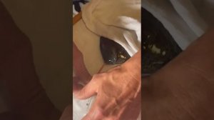 Гексамитоз у дискуса.Введение лекарства и корма в желудок