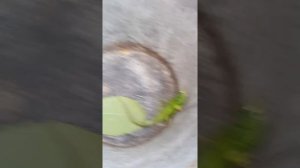 Шок поймал огромную прыткую ящерицу😱😱😱